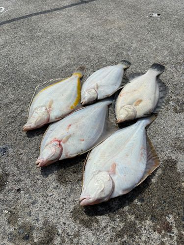 クロガシラガレイの釣果