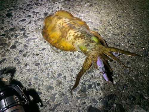 アオリイカの釣果