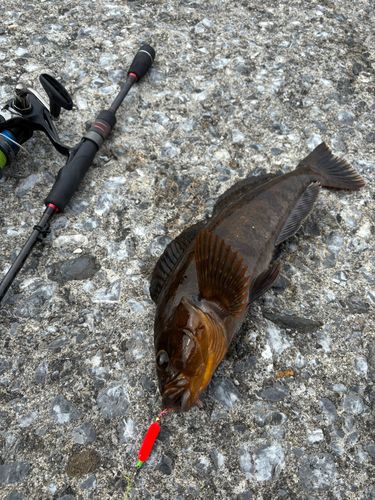 アブラコの釣果