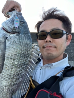 チヌの釣果
