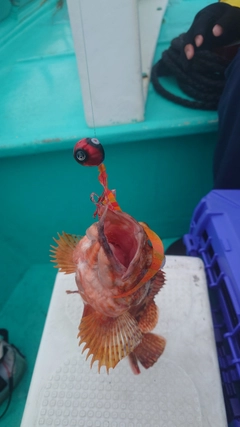 ニジマスの釣果