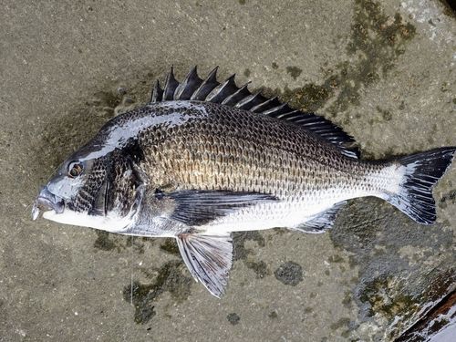 クロダイの釣果