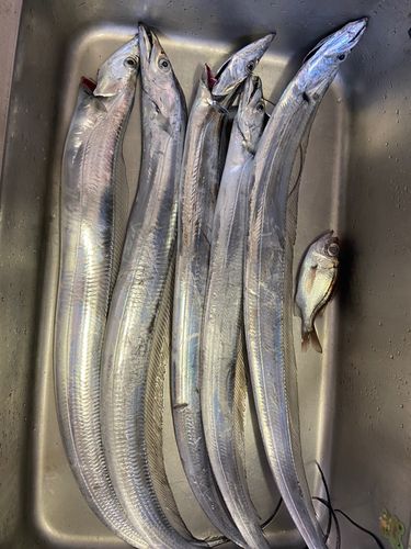 ウツボの釣果
