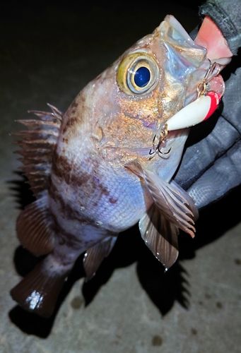 メバルの釣果