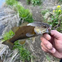 スモールマウスバス