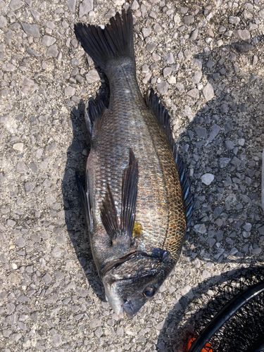 チヌの釣果