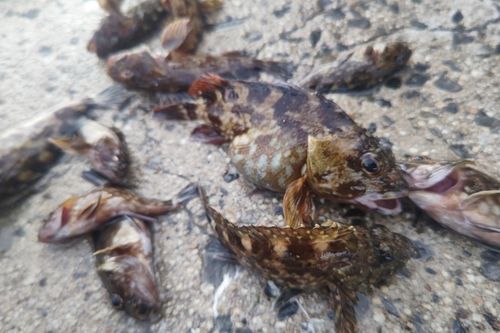 カサゴの釣果