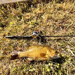 スモールマウスバス