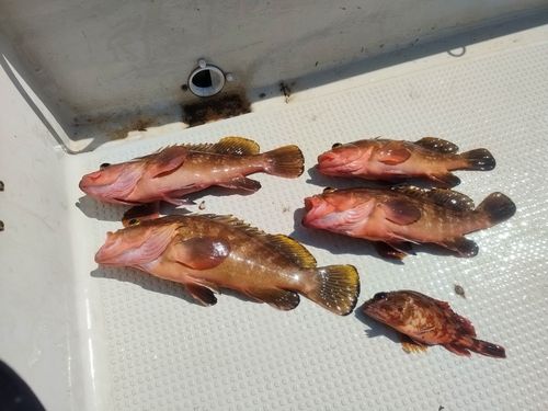 キジハタの釣果