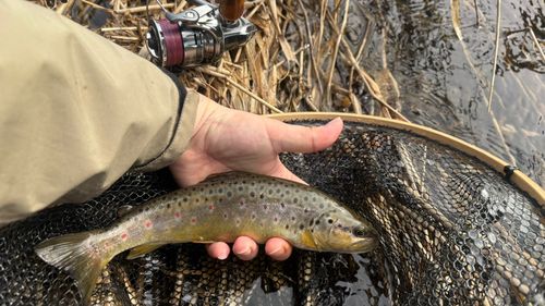 ブラウントラウトの釣果