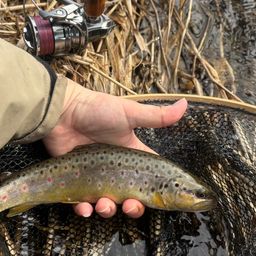 ブラウントラウト