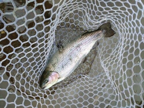 ニジマスの釣果