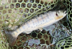 ヤマメの釣果