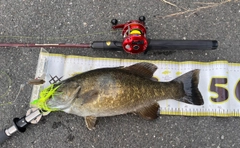 スモールマウスバスの釣果