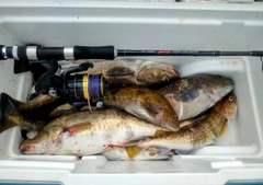 マダラの釣果