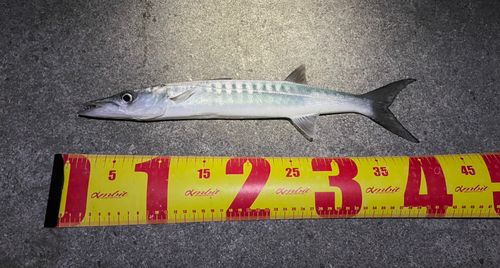 カマスの釣果
