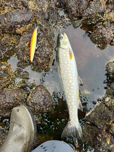 アメマスの釣果