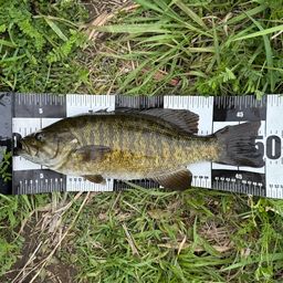 スモールマウスバス