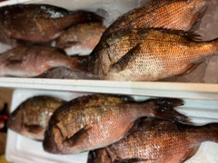 マダイの釣果