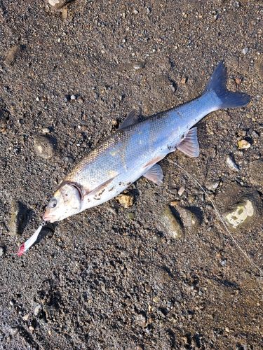 ウグイの釣果