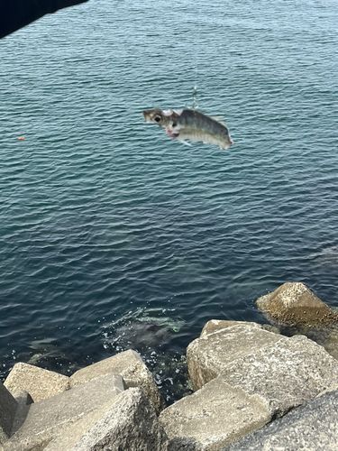 ブリの釣果