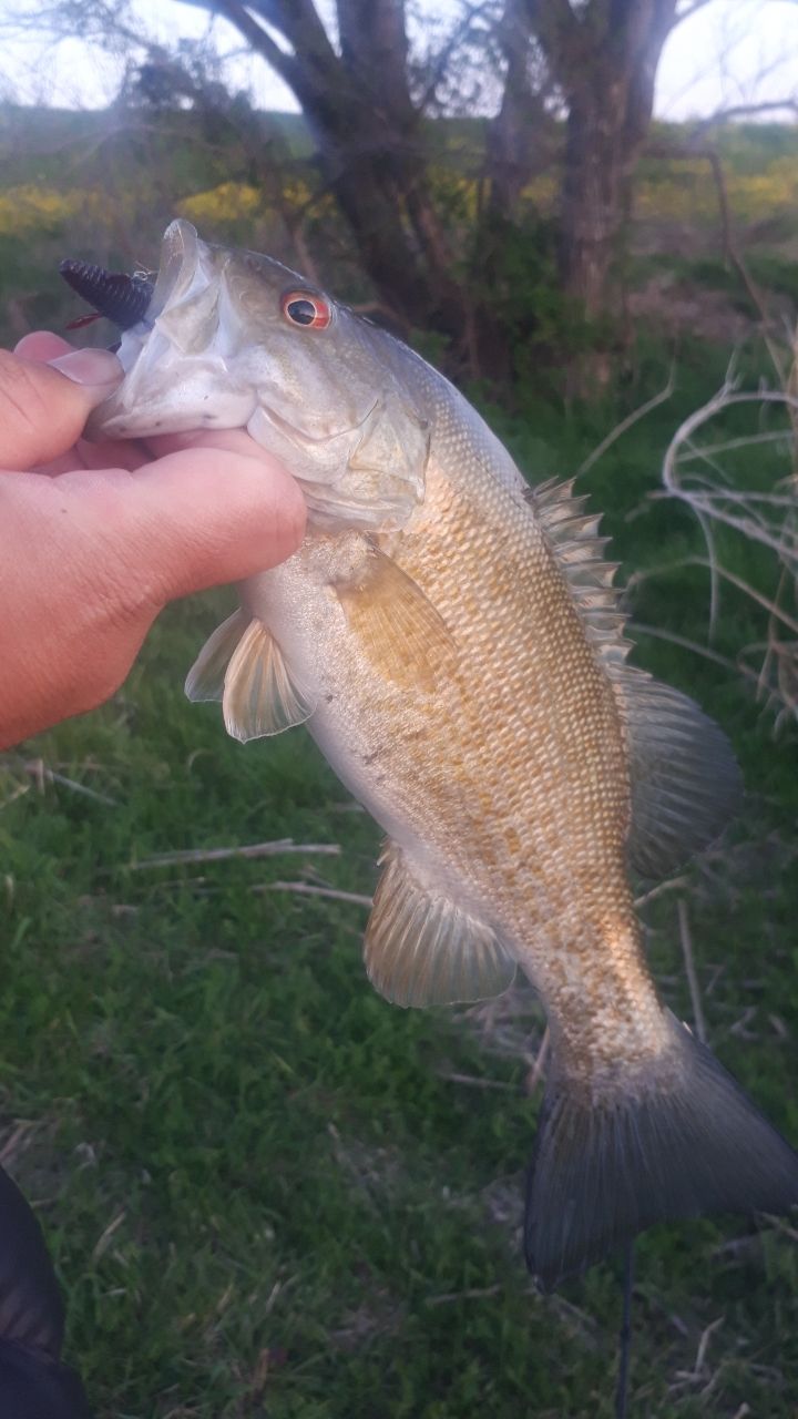 スモールマウスバス