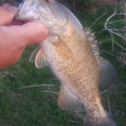 スモールマウスバス