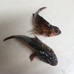 カサゴ