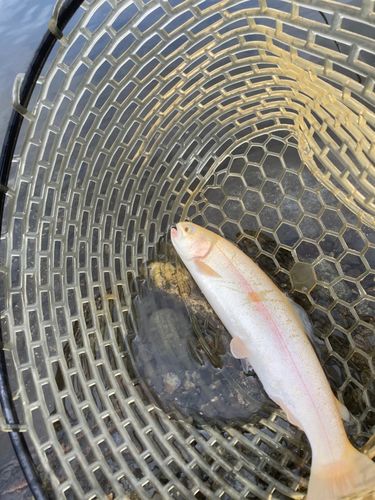 アルビノニジマスの釣果