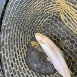 アルビノニジマス