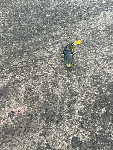 シマフグの釣果