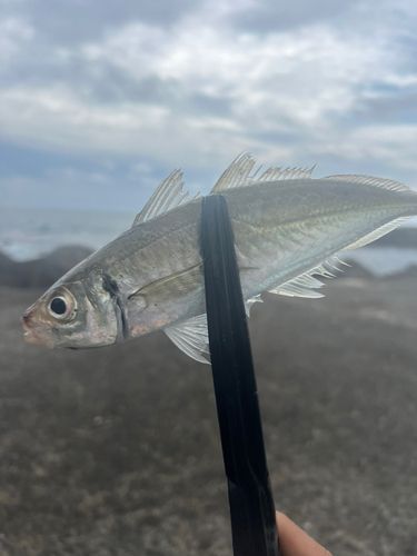 アジ
