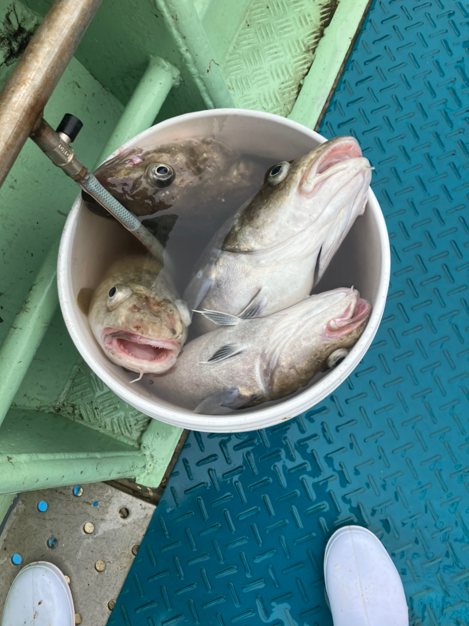 SHIMANO 21オシアジガー 2000NRXGの最安値・インプレ・釣果