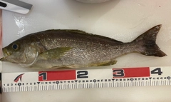 イサキの釣果