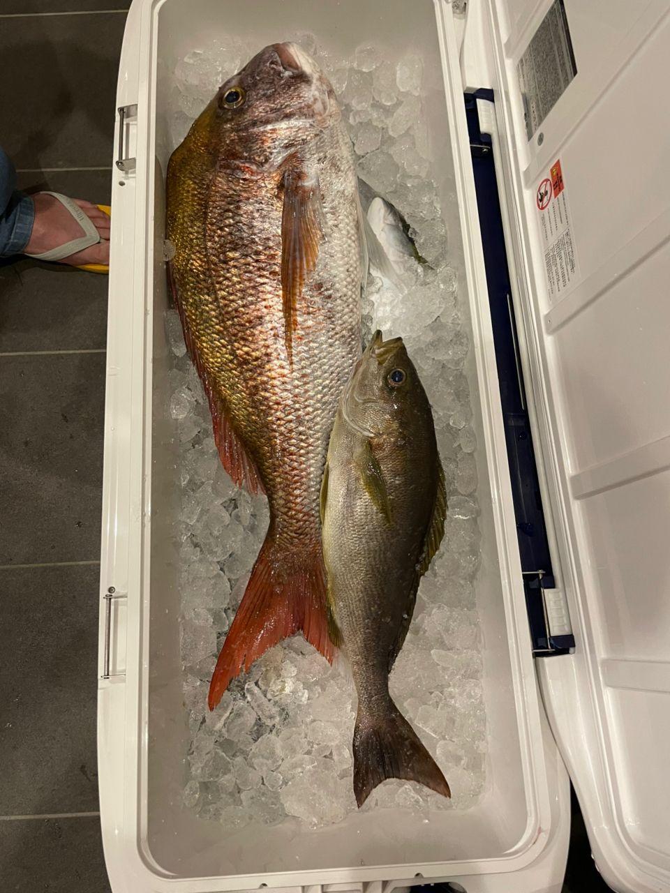 たむこさんの釣果 2枚目の画像