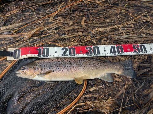 ブラウントラウトの釣果