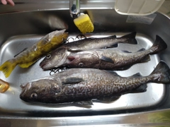 マダラの釣果