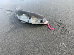 ボラの釣果
