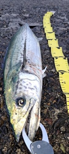 サワラの釣果