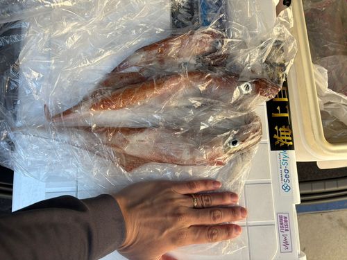 ヤリイカの釣果