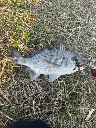 キビレの釣果