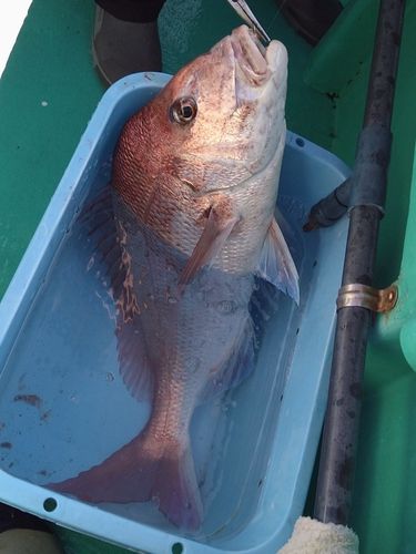 マダイの釣果