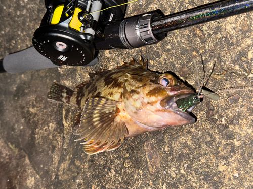 アラカブの釣果