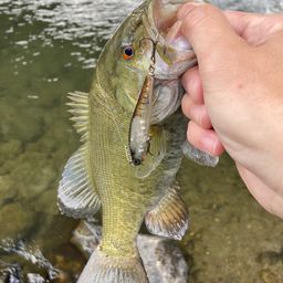 スモールマウスバス