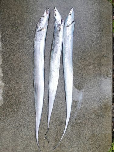 タチウオの釣果