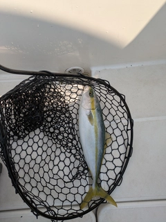 ハマチの釣果