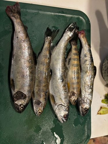 ヤマメの釣果