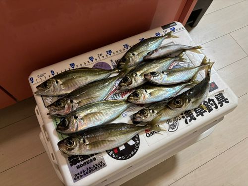 アジの釣果