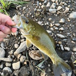 スモールマウスバス