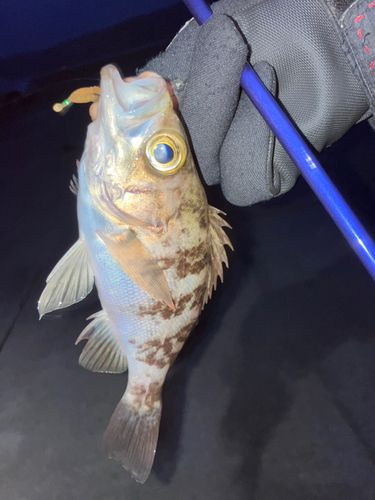 メバルの釣果